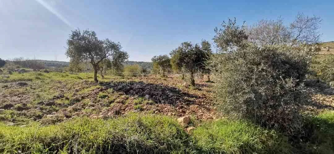 أرض في عجلون ، صخرة ، الطريق الواصل بين عجلون والنعيمة  - 35,000 دأ - صورة 1