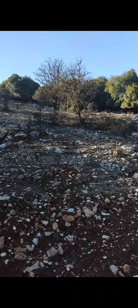 أرض في عجلون عين جنا  - 35,000 دأ - صورة 1