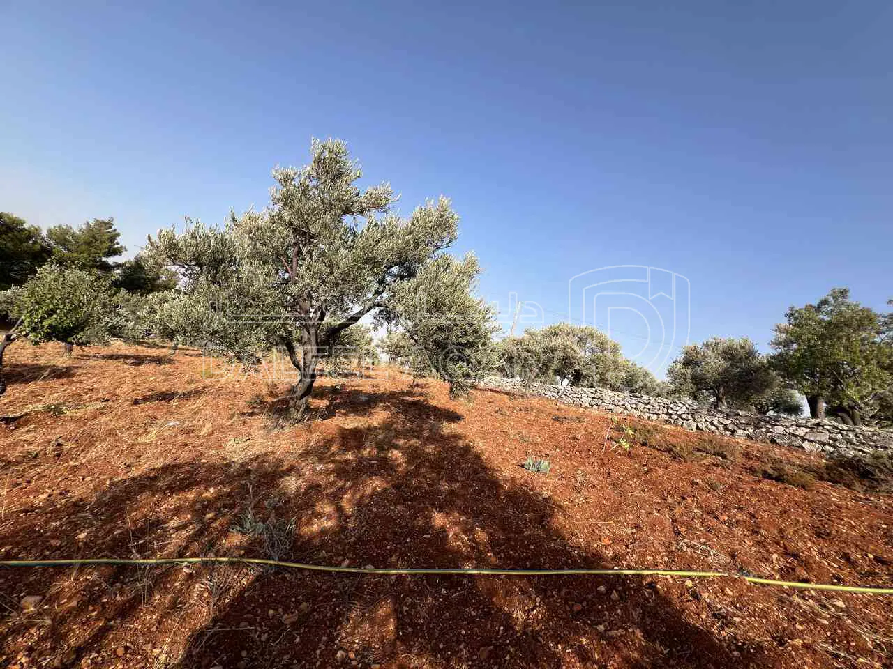 أرض في ارض ريفية جميلة جدا ومزروعه زيتون - 119,000 دأ - صورة 1