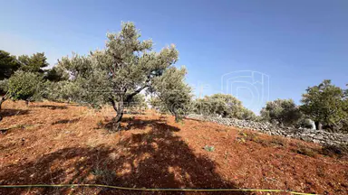 أرض في ارض ريفية جميلة جدا ومزروعه زيتون - 119,000 دأ - صورة NaN