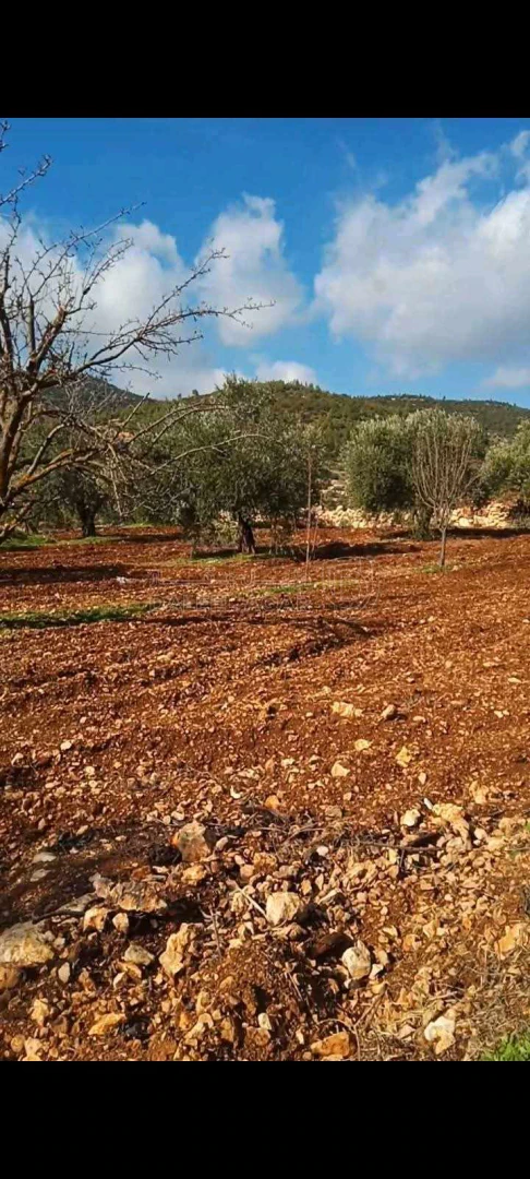 أرض في جبال شمال جرش ساكب - 64,800 دأ - صورة 1