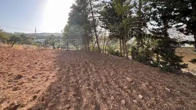 أرض - ارض ريفية جميلة جدا ومزروعه زيتون - 119000 دأ