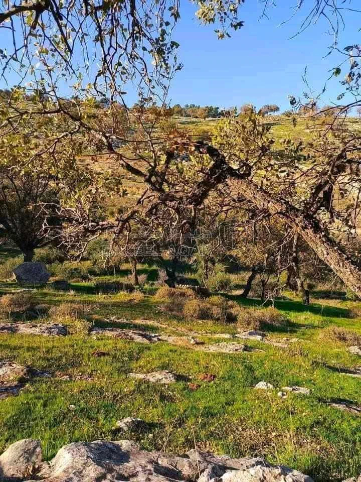 أرض في العالوك - 82,000 دأ - صورة 1