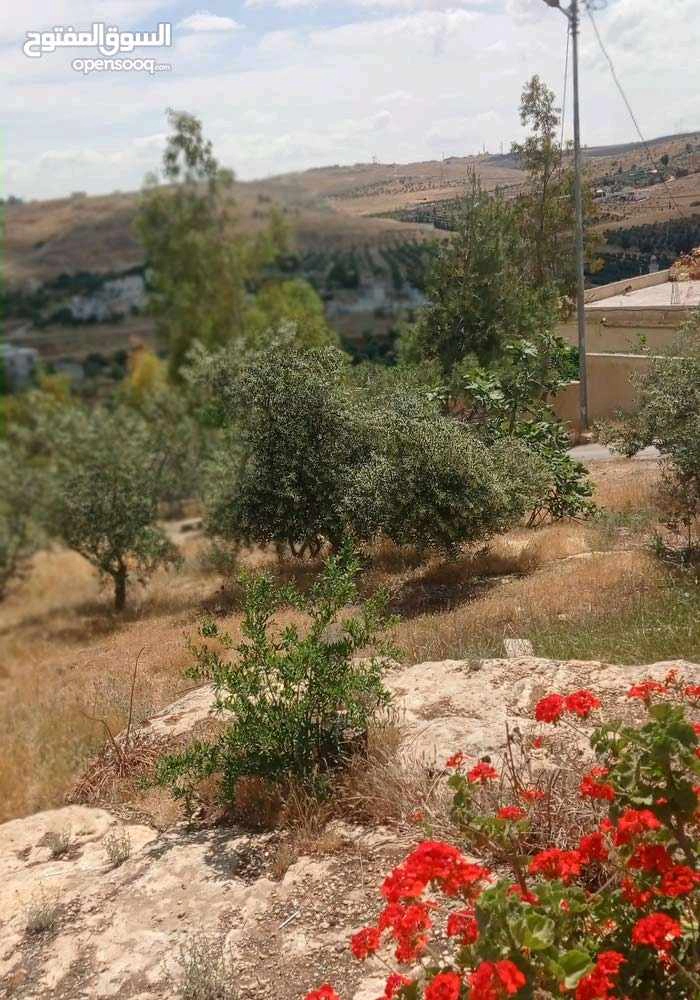 مبنى في المفرق حمامة العموش  - 32,000 دأ - صورة 1