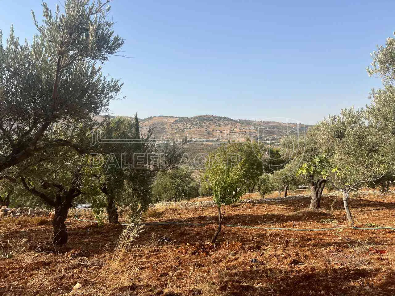 أرض في ارض ريفية جميلة جدا ومزروعه زيتون - 119,000 دأ - صورة 1