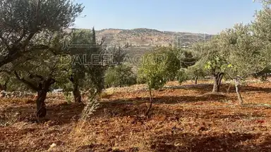 أرض في ارض ريفية جميلة جدا ومزروعه زيتون - 119,000 دأ - صورة NaN