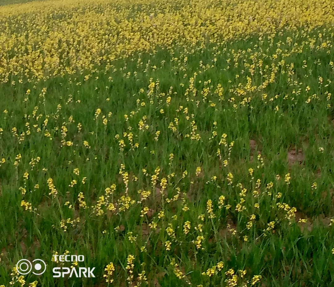 أرض في مادبا ماعين  - 20,000 دأ - صورة 1