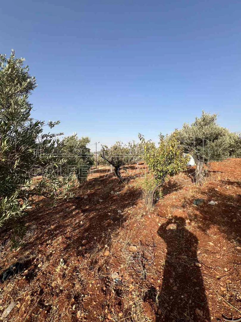 أرض في ارض ريفية جميلة جدا ومزروعه زيتون - 119,000 دأ - صورة 1
