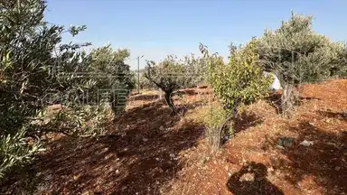 أرض في ارض ريفية جميلة جدا ومزروعه زيتون - 119,000 دأ - صورة NaN