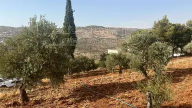 أرض في ارض ريفية جميلة جدا ومزروعه زيتون - 119,000 دأ - صورة NaN