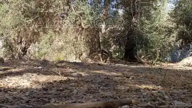 أرض في الطفيلة ام قرى - 25,000 دأ - صورة NaN