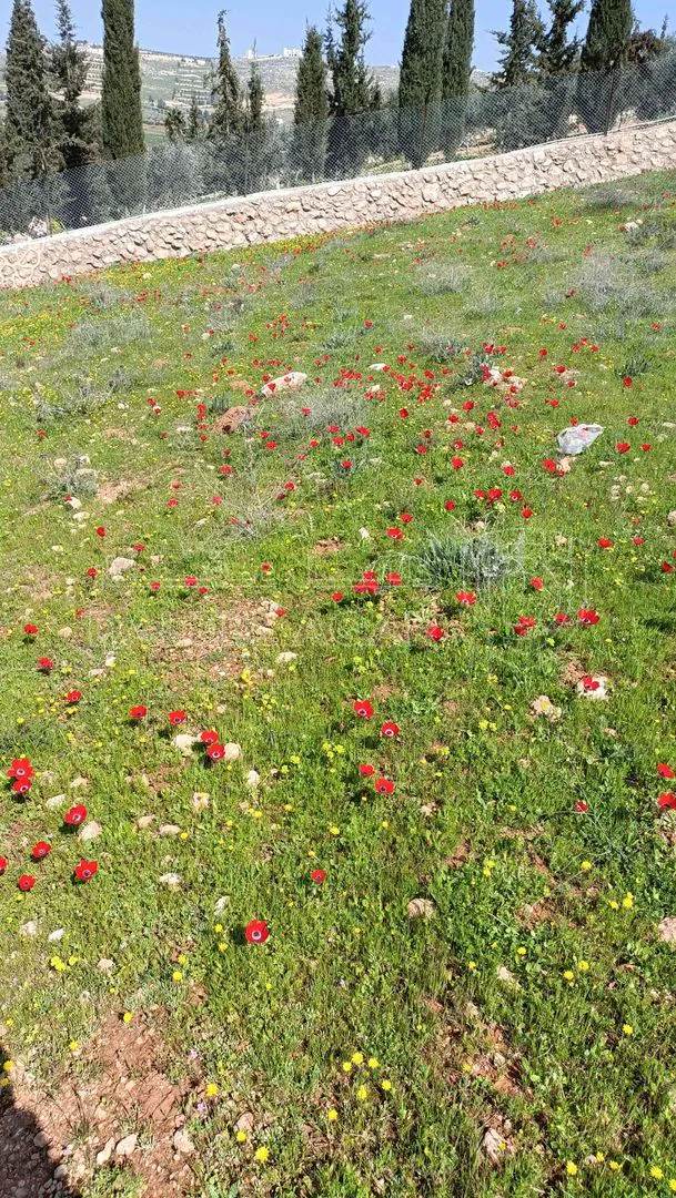 أرض في منطقة دحل طريق الزرقاء جرش - 50,000 دأ - صورة 1