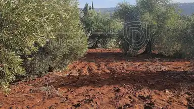 أرض في أرض للبيع  - 75,000 دأ - صورة NaN