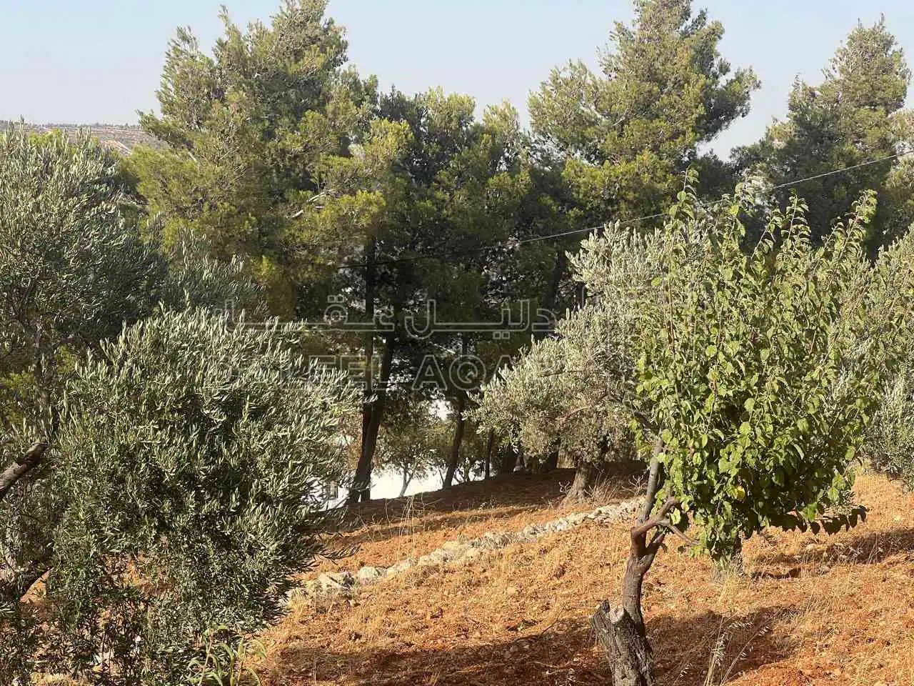 أرض في ارض ريفية جميلة جدا ومزروعه زيتون - 119,000 دأ - صورة 1