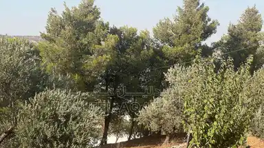 أرض في ارض ريفية جميلة جدا ومزروعه زيتون - 119,000 دأ - صورة NaN