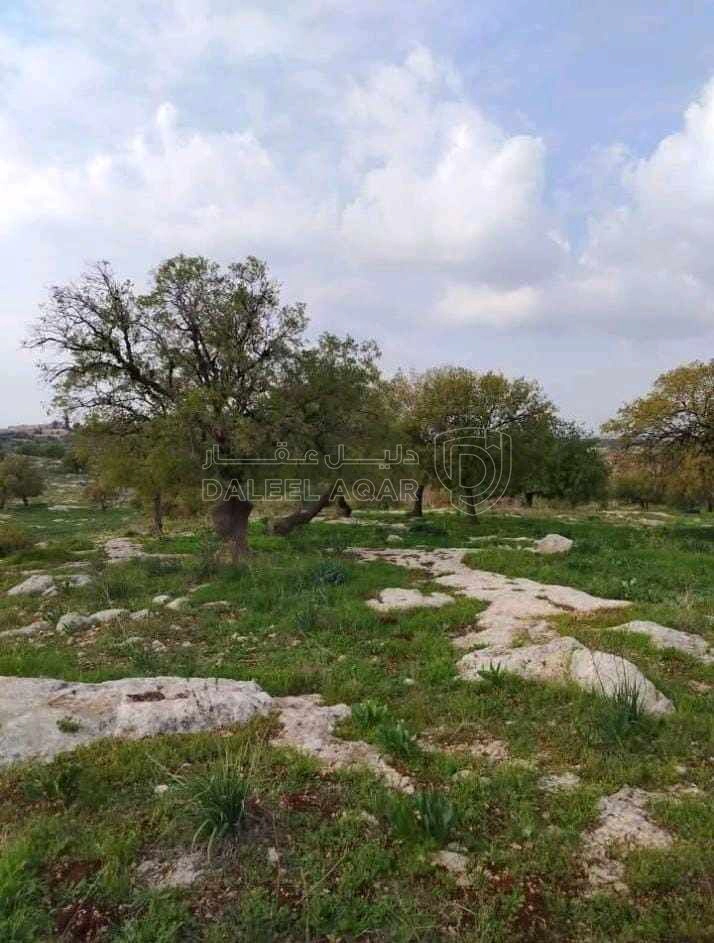 أرض في اربد الطيبه زبدا الوسطيه العرقوب الشرقي - 28,000 دأ - صورة 1