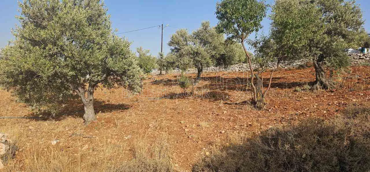 أرض في ارض ريفية جميلة جدا ومزروعه زيتون - 119,000 دأ - صورة 1
