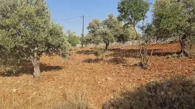أرض في ارض ريفية جميلة جدا ومزروعه زيتون - 119,000 دأ - صورة NaN