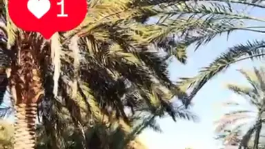 مزرعة/شاليه - الشونة الجنوبية - منطقة زياده - 200000 دأ