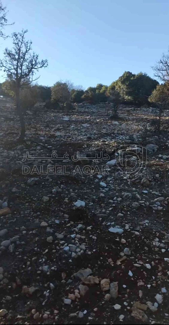 أرض في عجلون عين جنا  - 35,000 دأ - صورة 1