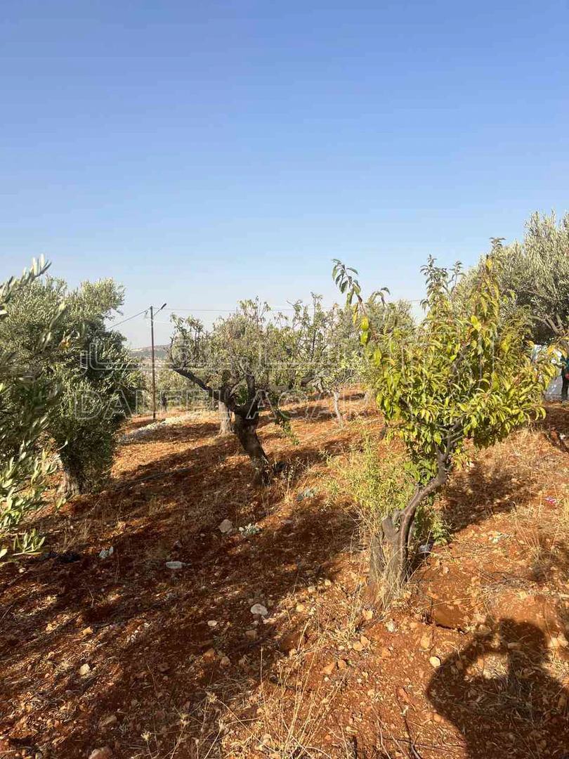 أرض في ارض ريفية جميلة جدا ومزروعه زيتون - 119,000 دأ - صورة 1
