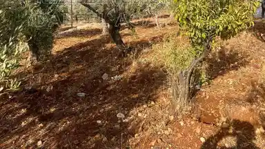 أرض في ارض ريفية جميلة جدا ومزروعه زيتون - 119,000 دأ - صورة NaN