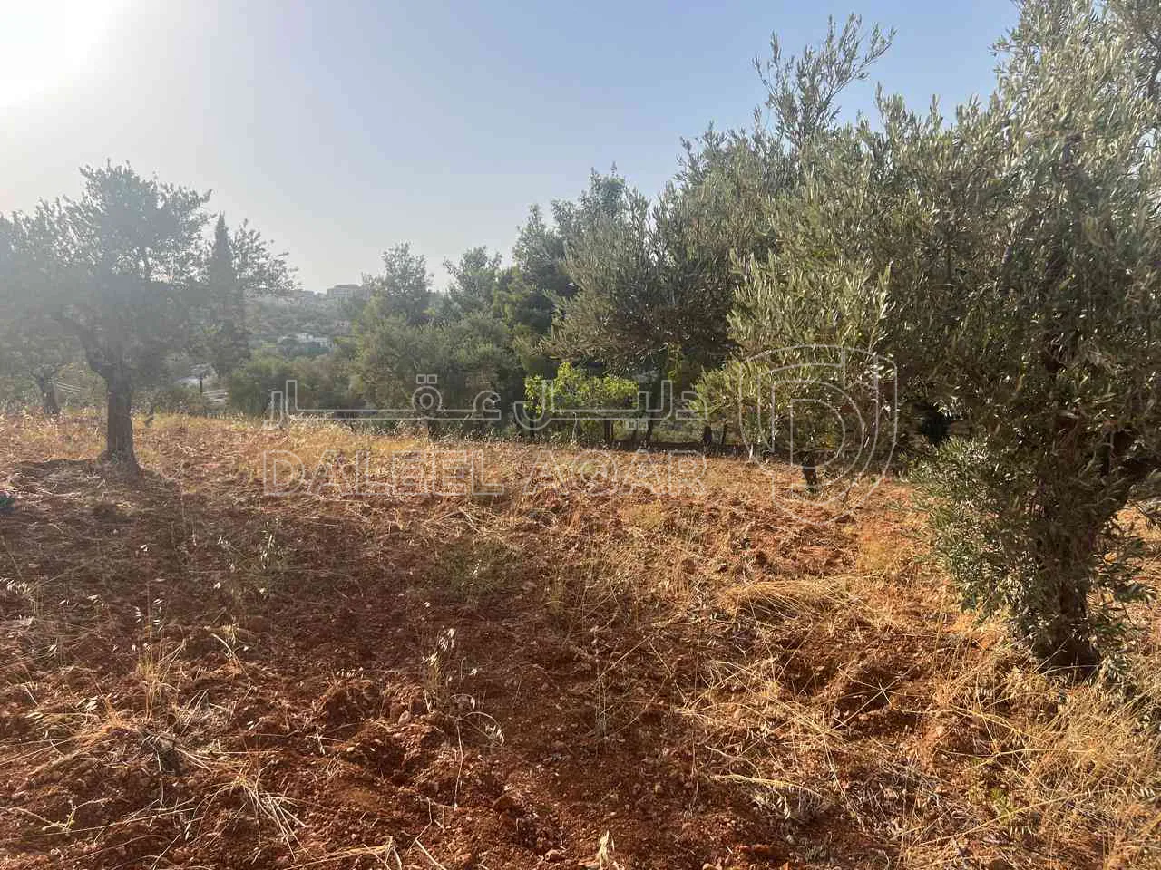 أرض في ارض ريفية جميلة جدا ومزروعه زيتون - 119,000 دأ - صورة 1