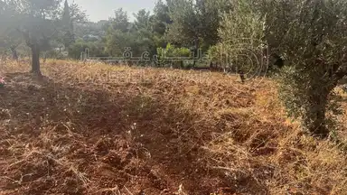 أرض في ارض ريفية جميلة جدا ومزروعه زيتون - 119,000 دأ - صورة NaN
