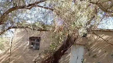 أرض في الطفيلة ام قرى - 25,000 دأ - صورة NaN