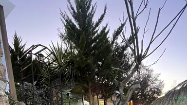 مزرعة/شاليه في شارع السرو  - 170,000 دأ - صورة NaN
