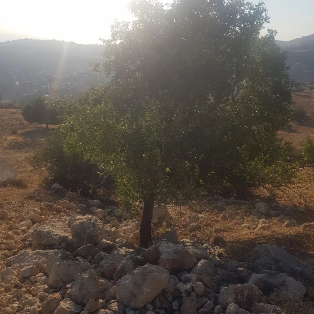أرض في ابو السوس البيادر مقابل مسجد ابو السوس - 195,000 دأ - صورة 1