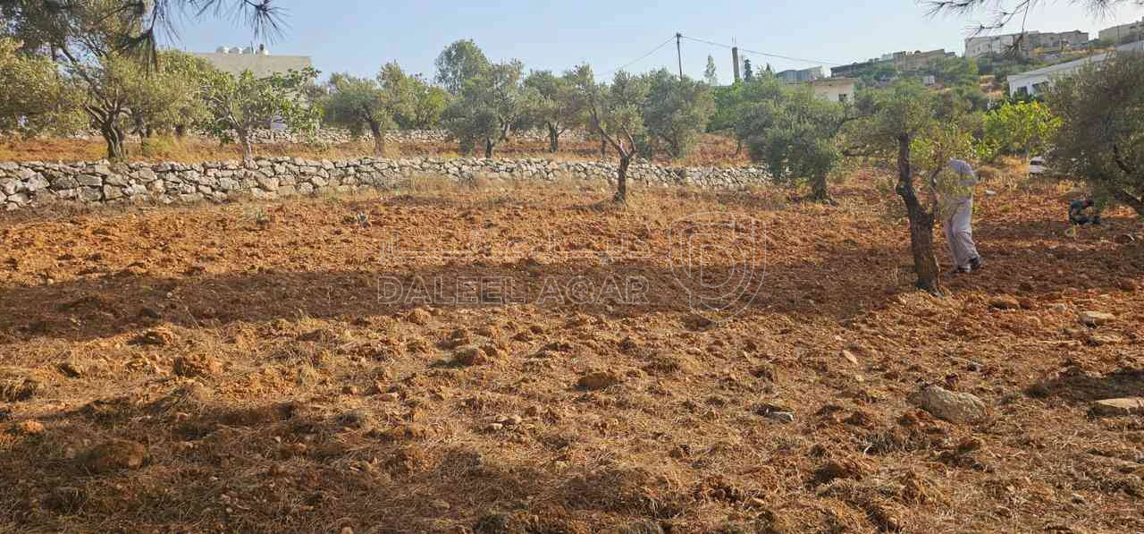 أرض في ارض ريفية جميلة جدا ومزروعه زيتون - 119,000 دأ - صورة 1