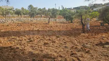 أرض في ارض ريفية جميلة جدا ومزروعه زيتون - 119,000 دأ - صورة NaN