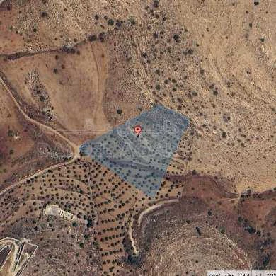 أرض في ارض للبيع بمحافظة الزرقاء بيرين / العويليه بسعر مغري - 80,000 دأ - صورة 1