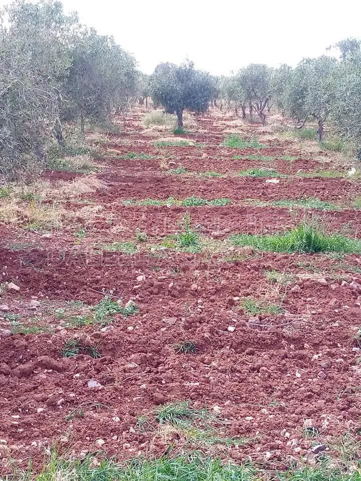 أرض في غرب منطقة النديم والحراويه غرب دوار الطياره 2 كم - 135,000 دأ - صورة 1