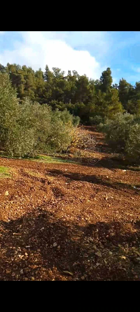 أرض في جبال شمال جرش ساكب - 64,800 دأ - صورة 1