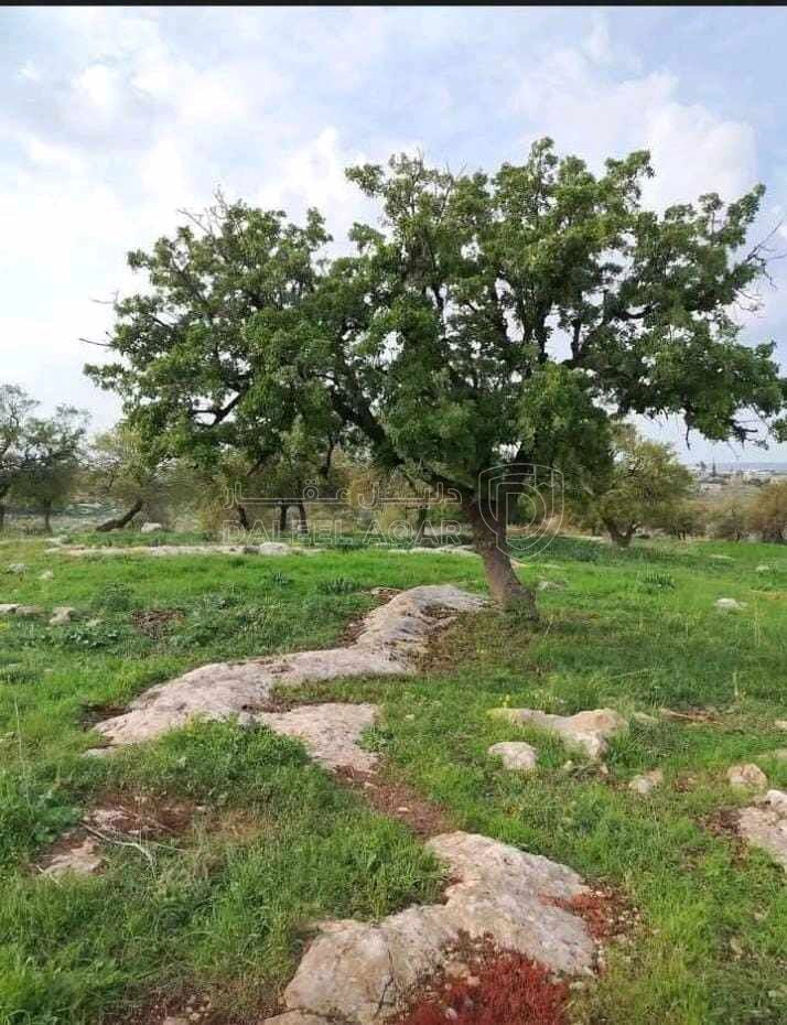 أرض في اربد الطيبه زبدا الوسطيه العرقوب الشرقي - 28,000 دأ - صورة 1
