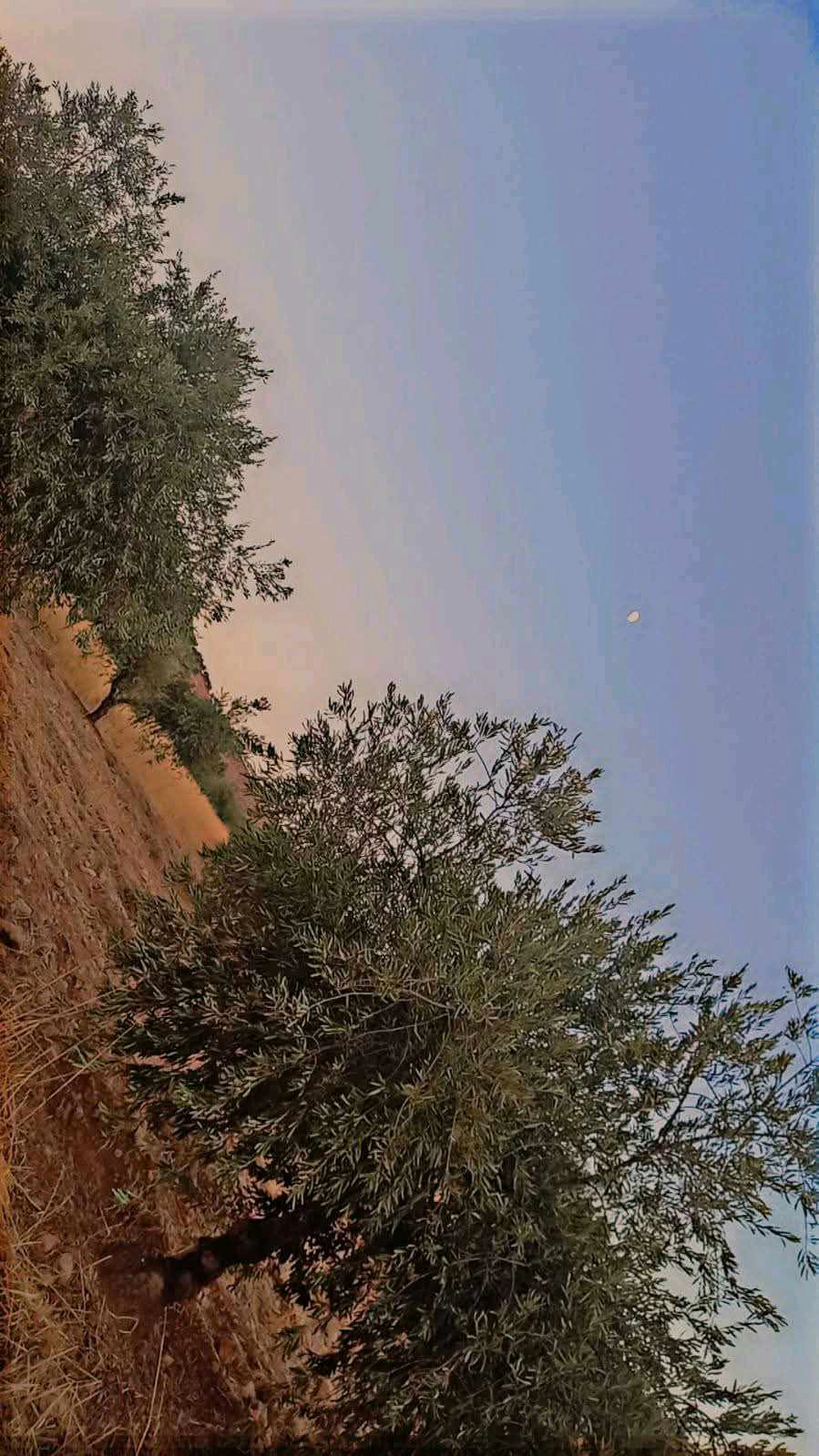 أرض في بيرين شفابدران ببن قصرين واصل جيمع الخدمات - 15,000 دأ - صورة 1