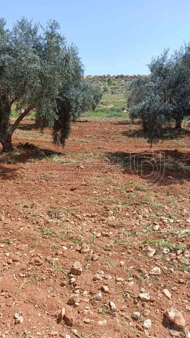 أرض في منطقة دحل طريق الزرقاء جرش - 50,000 دأ - صورة 1