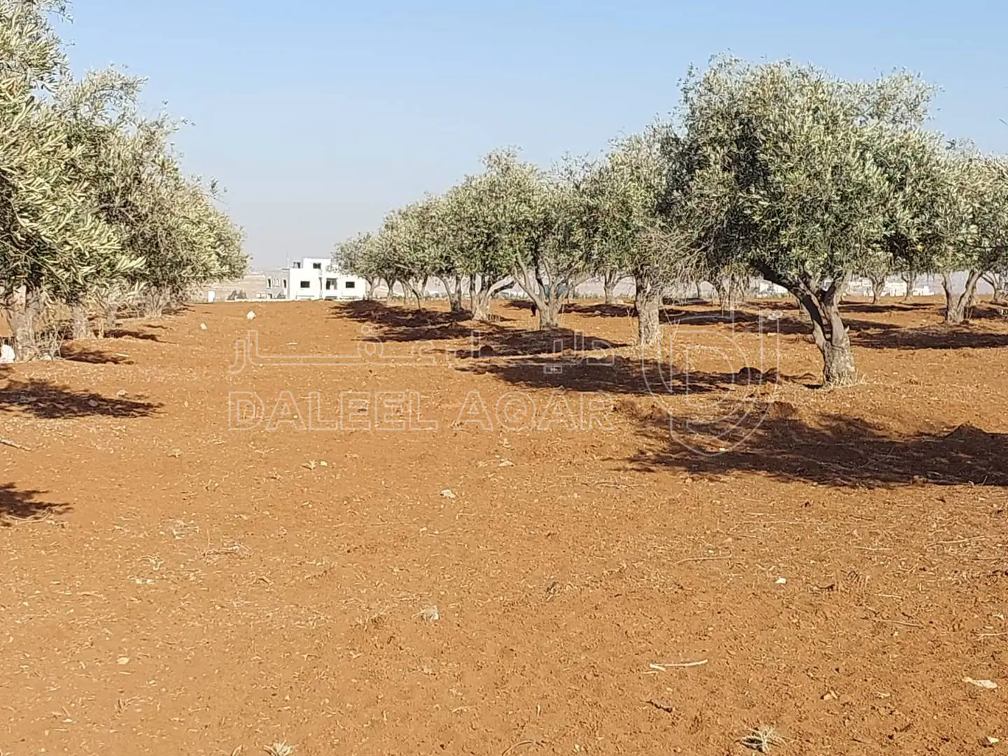 أرض في مأدبا - ماعين  - 90,000 دأ - صورة 1