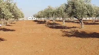 أرض في مأدبا - ماعين  - 90,000 دأ - صورة NaN