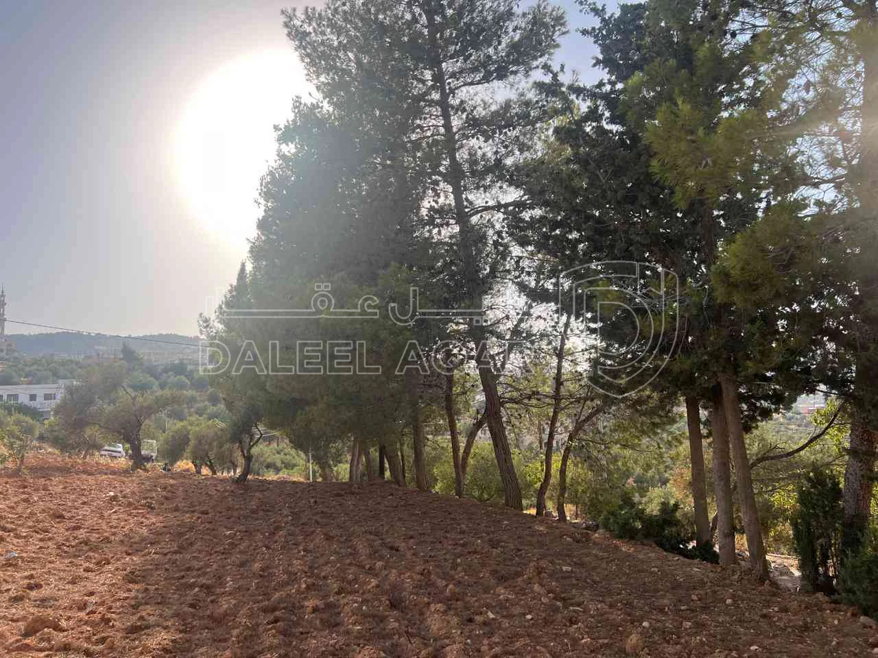 أرض في ارض ريفية جميلة جدا ومزروعه زيتون - 119,000 دأ - صورة 1