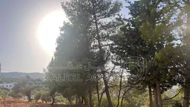 أرض في ارض ريفية جميلة جدا ومزروعه زيتون - 119,000 دأ - صورة NaN