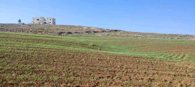 أرض في مادبا الجامعه الامريكيا  - 70,000 دأ - صورة NaN