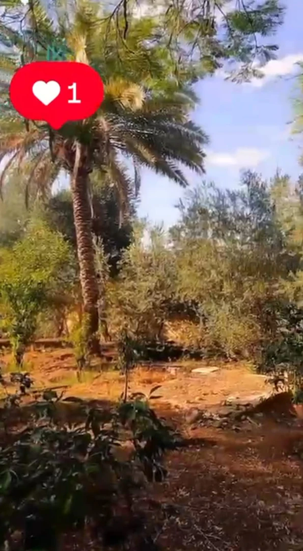 مزرعة/شاليه في الشونة الجنوبية - منطقة زياده - 200,000 دأ - صورة 1