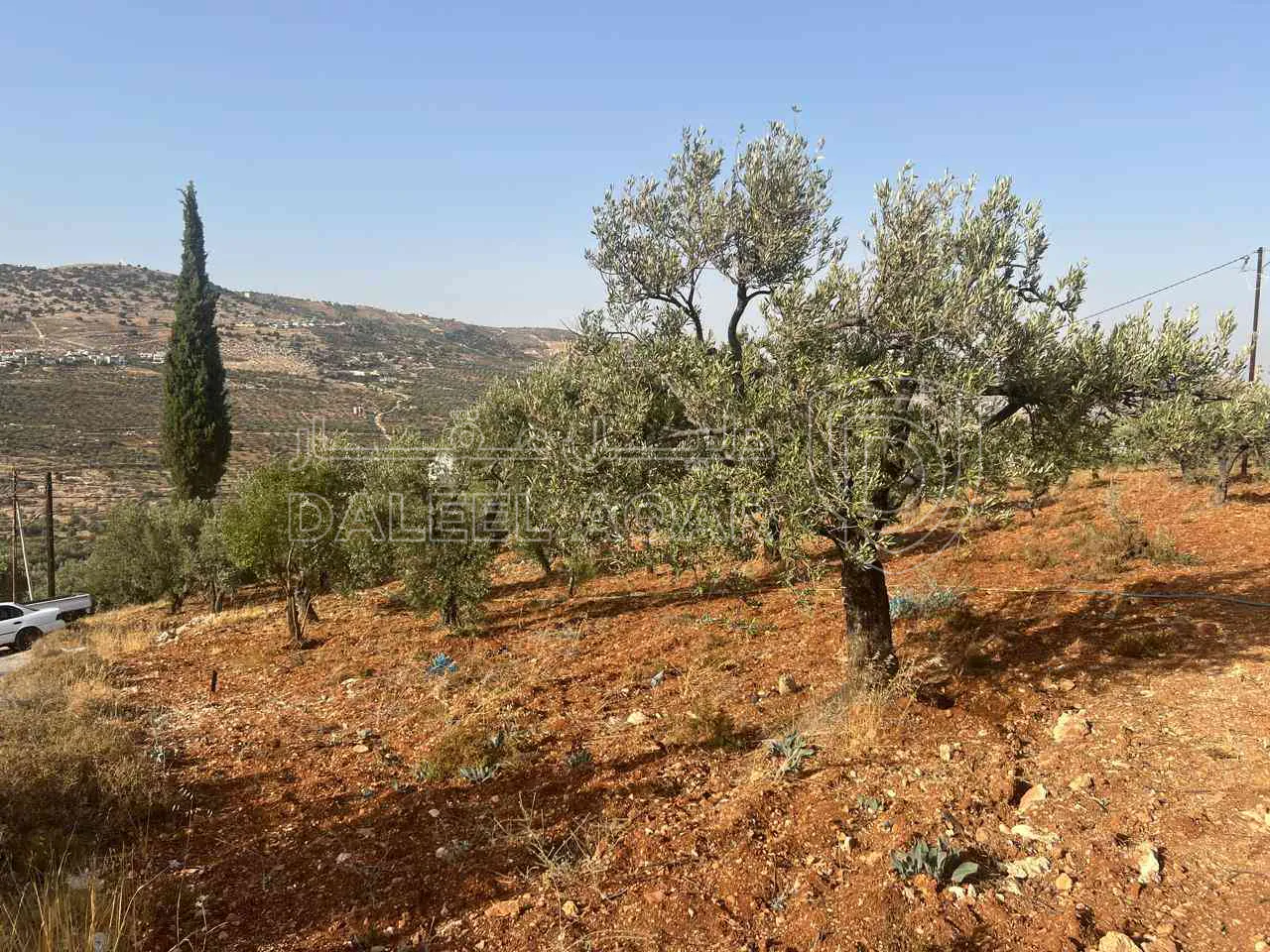 أرض في ارض ريفية جميلة جدا ومزروعه زيتون - 119,000 دأ - صورة 1