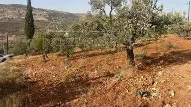 أرض في ارض ريفية جميلة جدا ومزروعه زيتون - 119,000 دأ - صورة NaN
