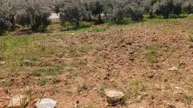 أرض في أرض للبيع شفا بدران  - 950,000 دأ - صورة NaN