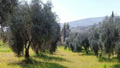 أرض في منطقة دحل طريق الزرقاء جرش - 50,000 دأ - صورة NaN