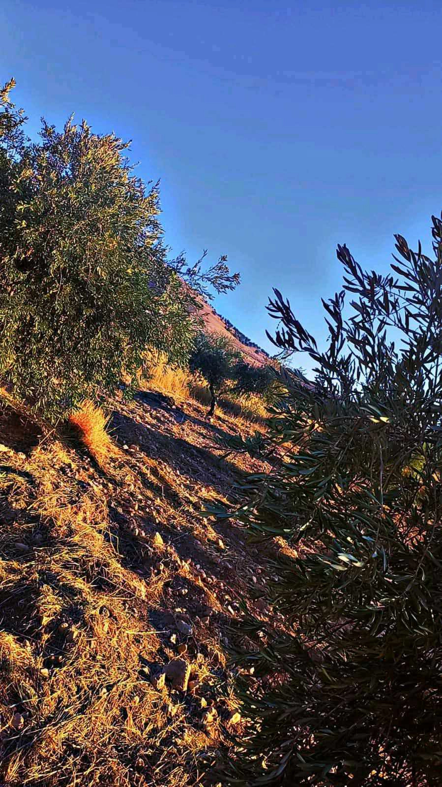 أرض في بيرين شفابدران ببن قصرين واصل جيمع الخدمات - 15,000 دأ - صورة 1